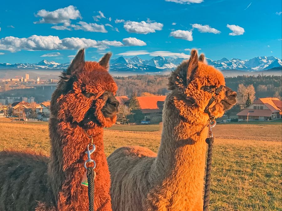 Alpaka Bergpanorama Tiere Abenstimmung