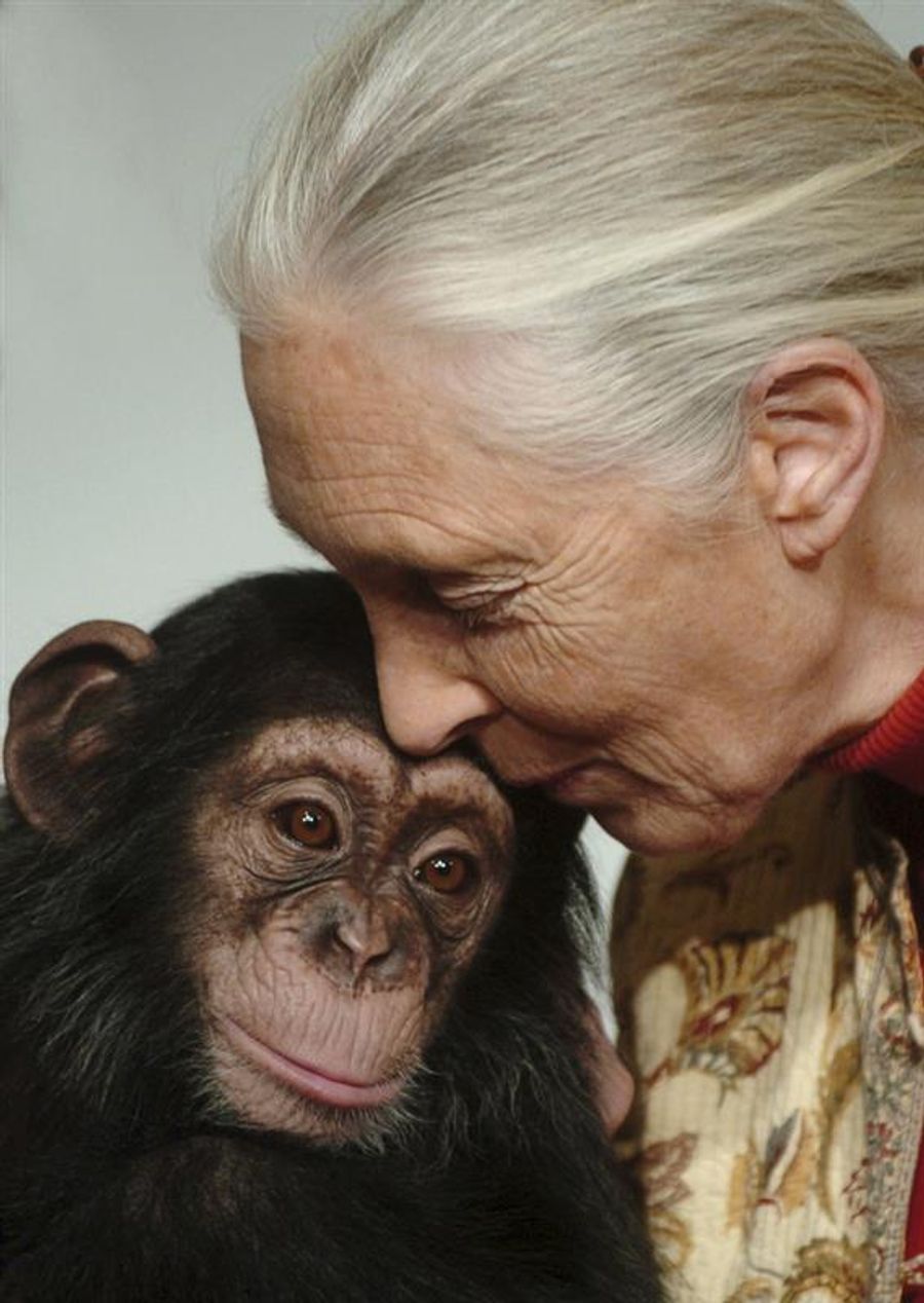jane goodall mit affen