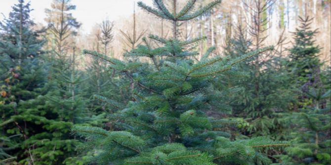 Weihnachtsbaumverkauf