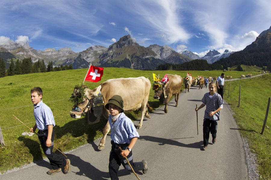 Engelberg Alpabfahrt Herbst
