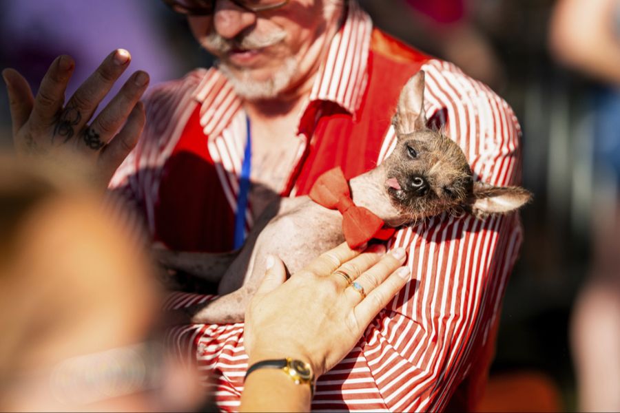 Auch Little Prince Wonder nahm am Wettbewerb teil - ging jedoch leer aus.