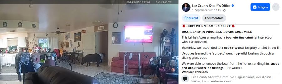 Das Schwein steht nach seinem Einbruch im Wohnzimmer. Ein Bewohner bewahrt im Sessel die Ruhe.