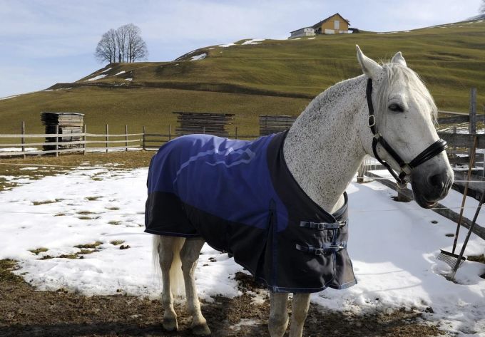 Pferd Einsiedeln