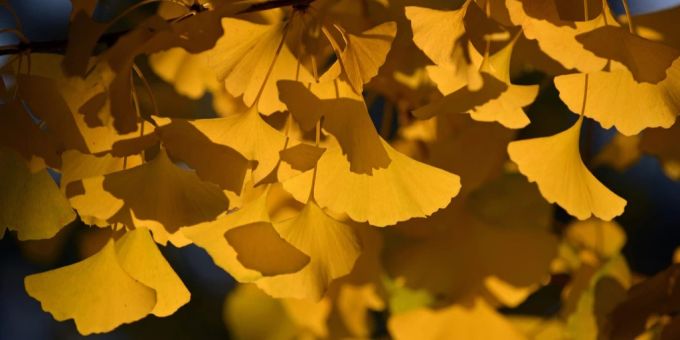 Der Ginkgobaum kommt eigentlich aus Ost-Asien und ist als lebendes Fossil bekannt. (Archivbild) Gingko Blätter