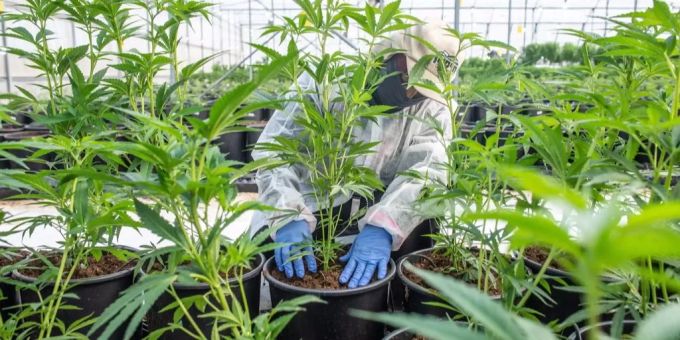 Auf dem Hof des Grenchner SVP-Präsidenten wurde eine Hanfplantage ausgehoben. (Symbolbild) Hanfplantage