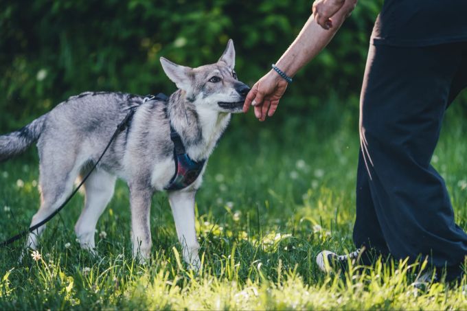 Für Anfänger ist die Haltung von Wolfshunden nur bedingt geeignet. Wolfshund mit Mensch