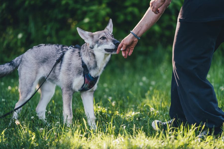 Wolfshund mit Mensch