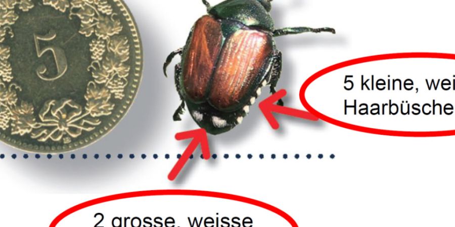 Japankäfer können von Laien etwa mit Gartenlaubkäfern verwechselt werden. Der Unterschied liegt in den weissen Haarbüscheln. Der Gartenlaubkäfer hat nur einen weissen Flaum, währe...
