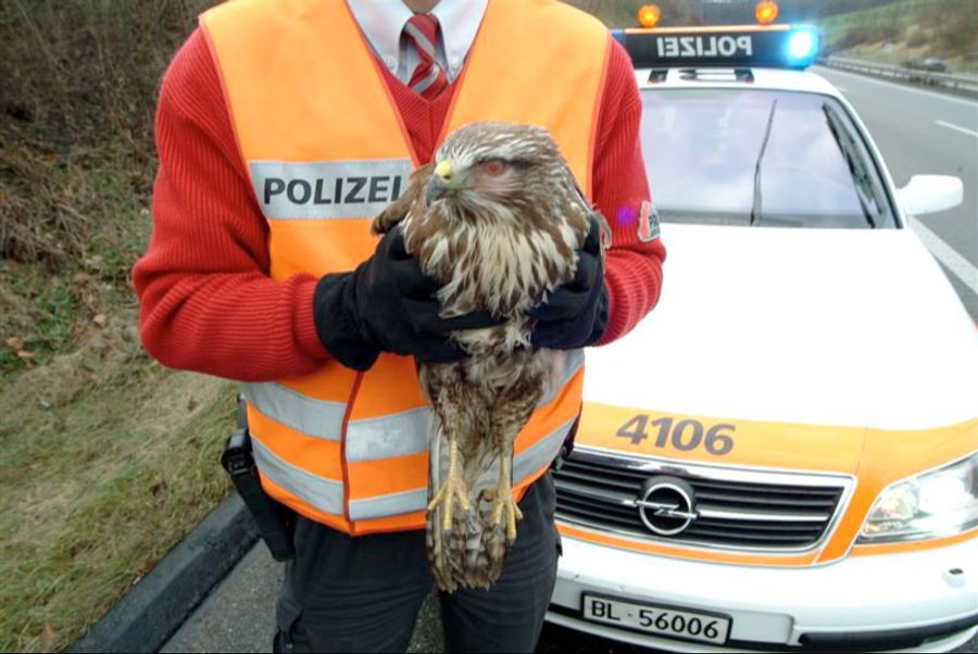 Mäusebussarde sind bei der Polizei bekannt.