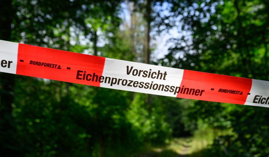 «Gemäss Waldschutz Schweiz wurden 2026 deutlich mehr Befallsmeldungen und Beratungsanfragen registriert als in den Vorjahren.»
