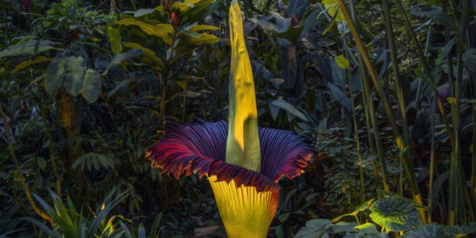 Botanischer Garten Basel Titanwurz
