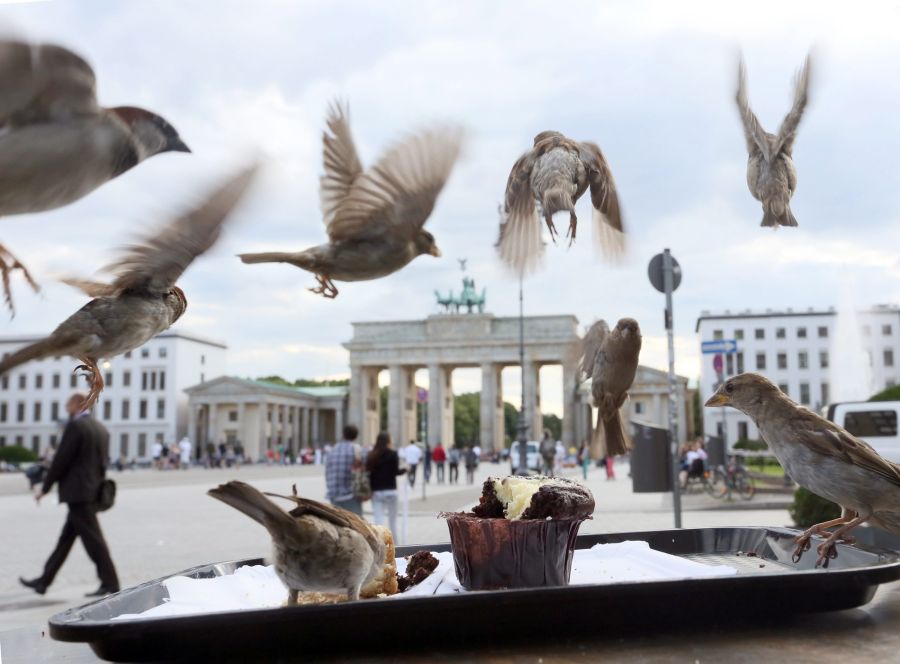 Berlin gilt als die Spatzenhauptstadt, denn anders als in anderen Städten ging hier die Zahl der Vögel lange nicht zurück.