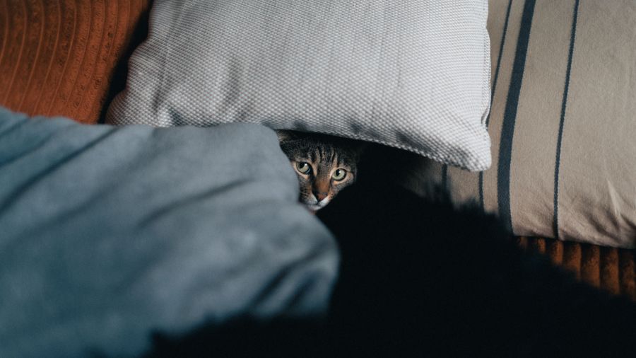 Die Knallerei versetzt viele Hunde und Katzen in Stress, Angst und Schrecken.
