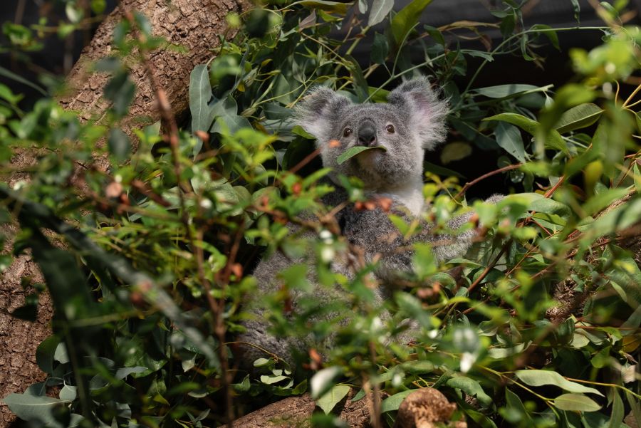 Koalas kühlen sich, indem sie kühle Orte suchen und Baumstämme umarmen.