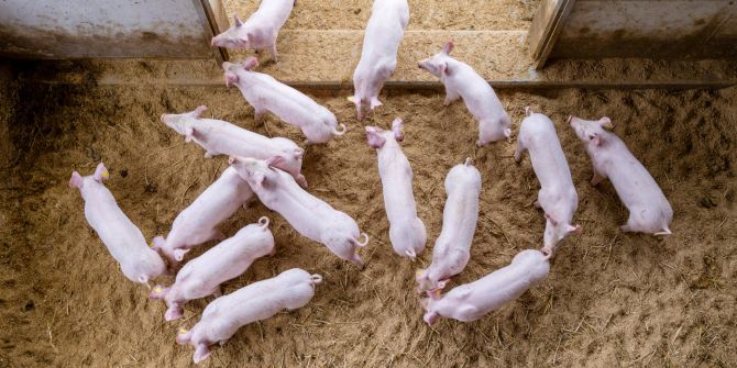 Schweine