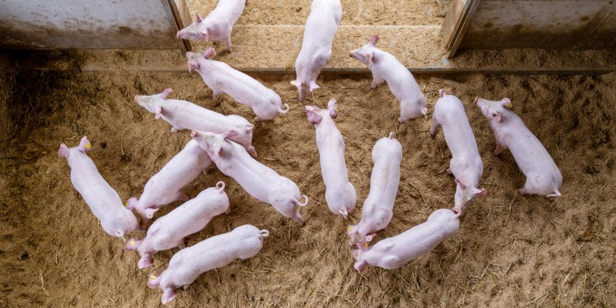 Schweine