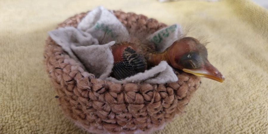 Jungvögel
