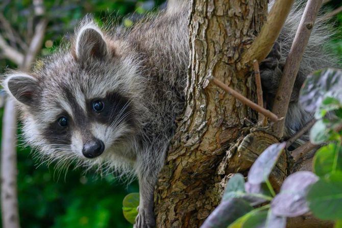 Waschbär