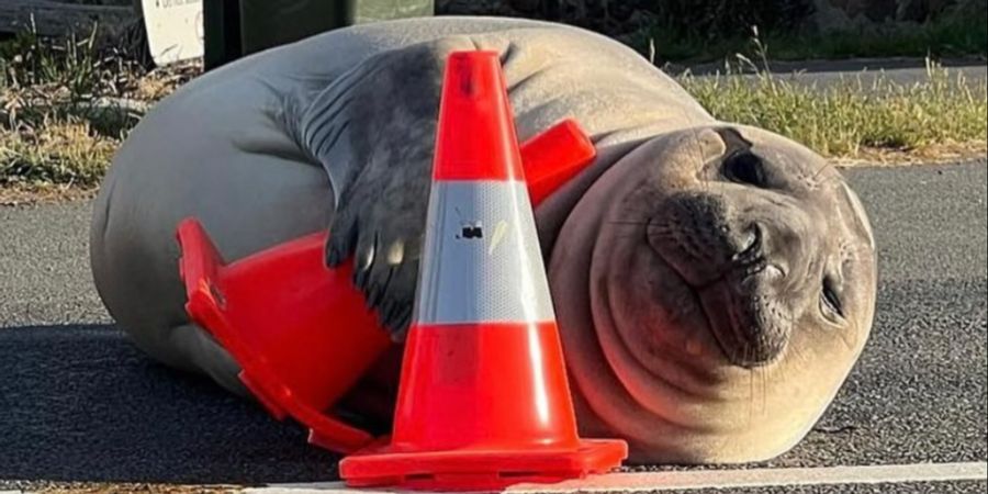 Neil the Seal