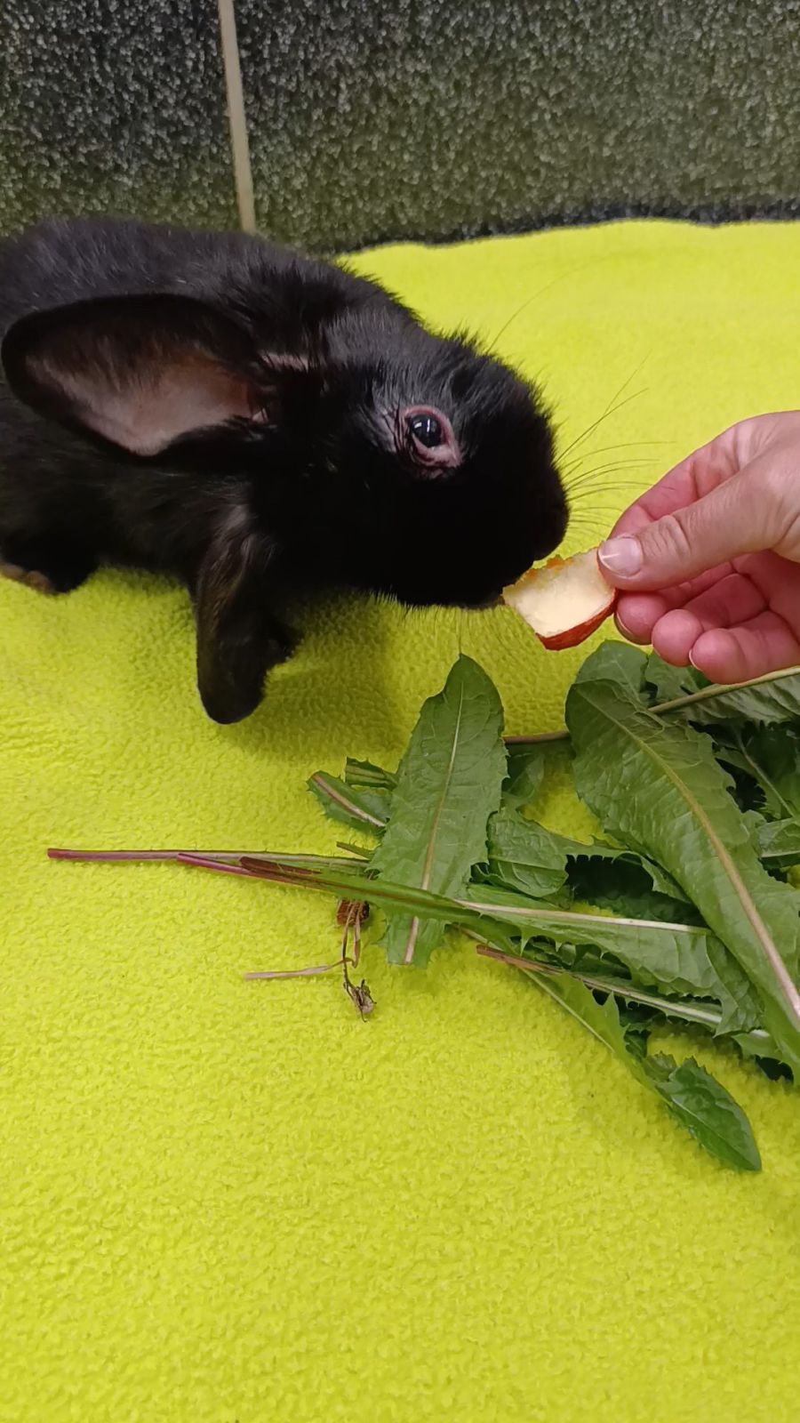 Nach seiner Rettung hatte das Kaninchen namens Vivo grossen Appetit.