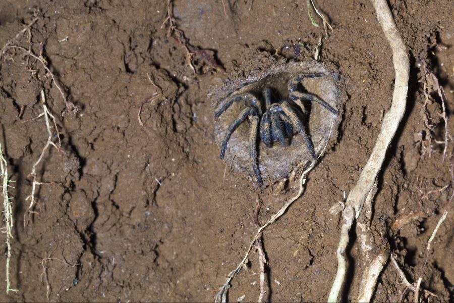 trichternetzspinne in erdloch