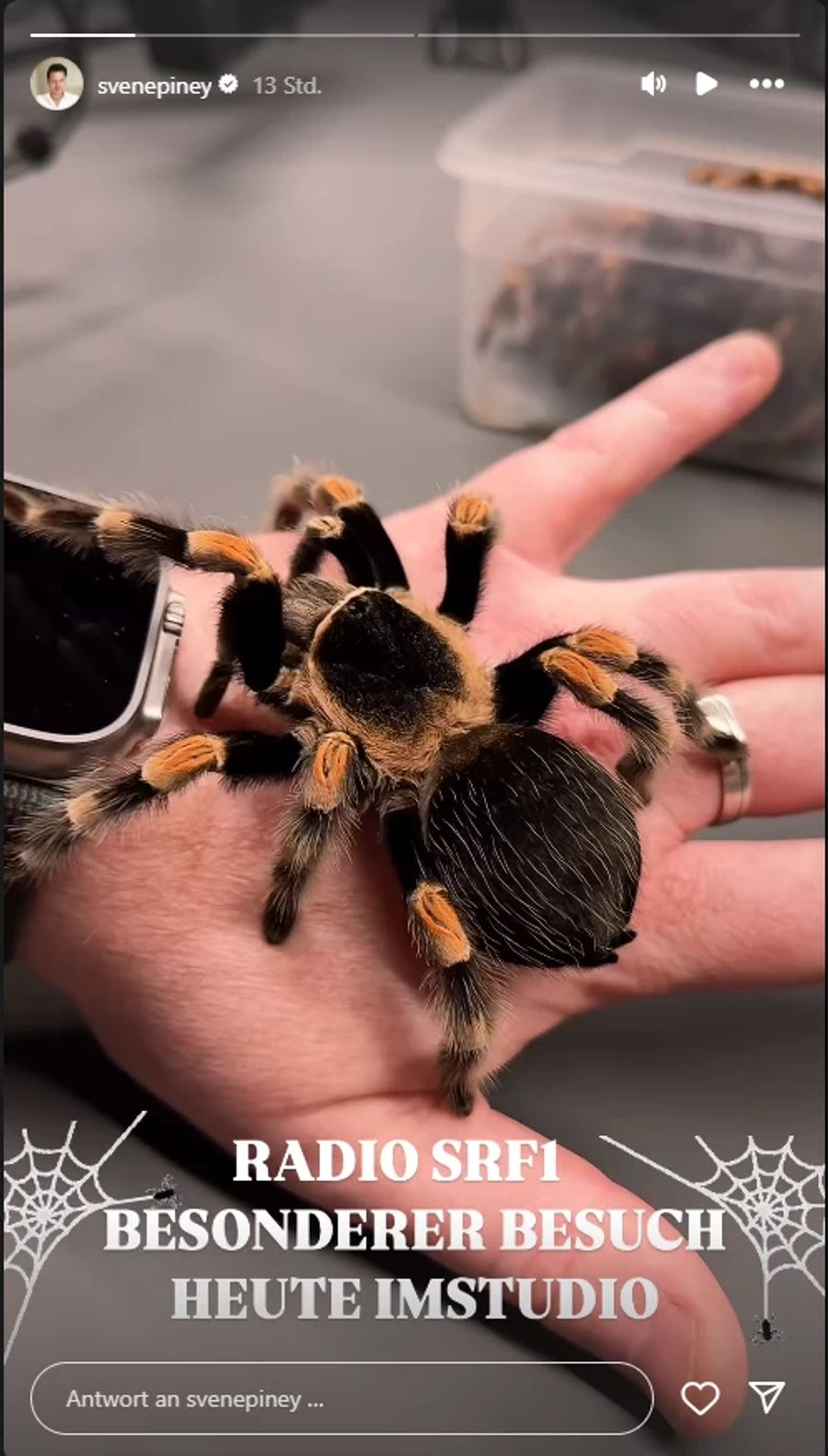 Die Rotknie-Vogelspinne wartete auf ihren Einsatz.