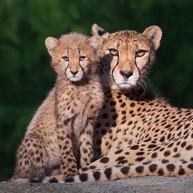 geparden zoo basel