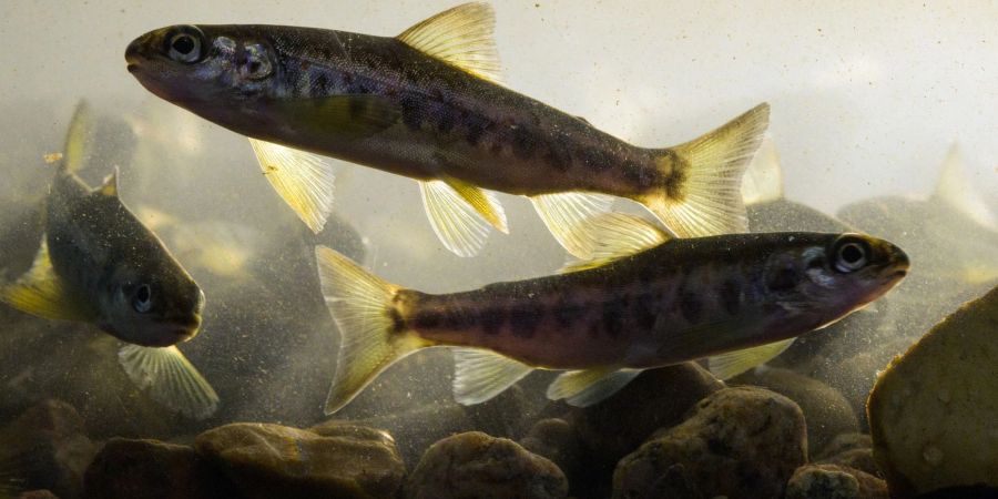 Lachse profitieren von durchgängigen Bächen und Flüssen genauso wie Bachneunaugen, Aale, Forellen und andere. (Archivbild)