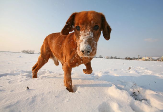 Frisst dein Hund im Winter Schnee, ist das meistens ein ganz natürliches Verhalten. Hund im schnee