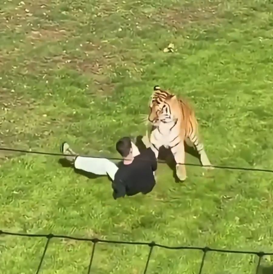 Tiger Yorkshire