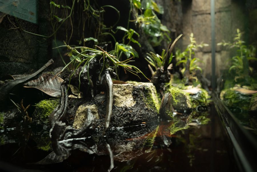 Ein Paludarium (gr. Bild) ist ein Kleinbiotop für Wasser- wie landbewohnende Tierarten. Bild: Zoo Zürich; Tim Benz