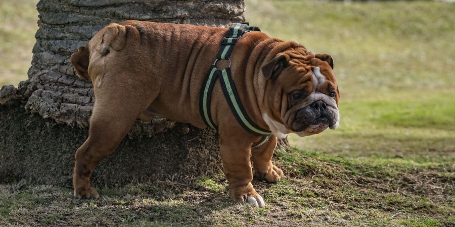 Hund Urin Baum