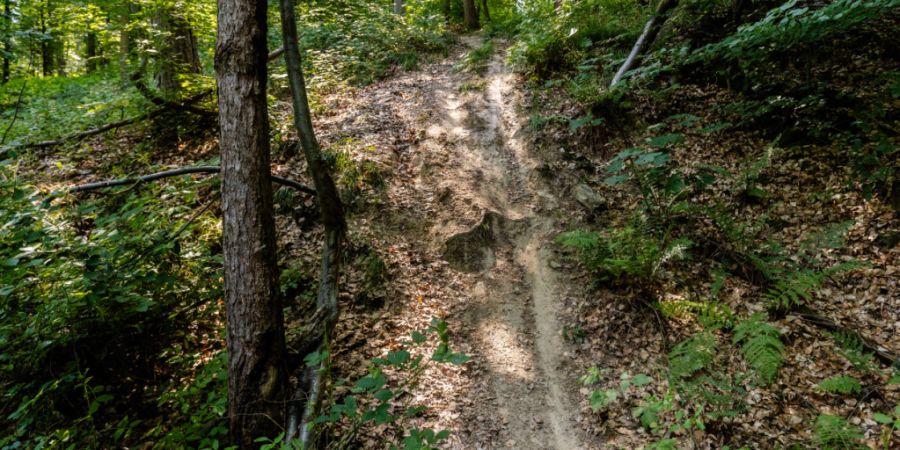 Der Kanton Freiburg will Mountainbiker auf einem offiziellen Routennetz kanalisieren. Illegale Strecken sollen damit vermieden werden. (Symbolbild)