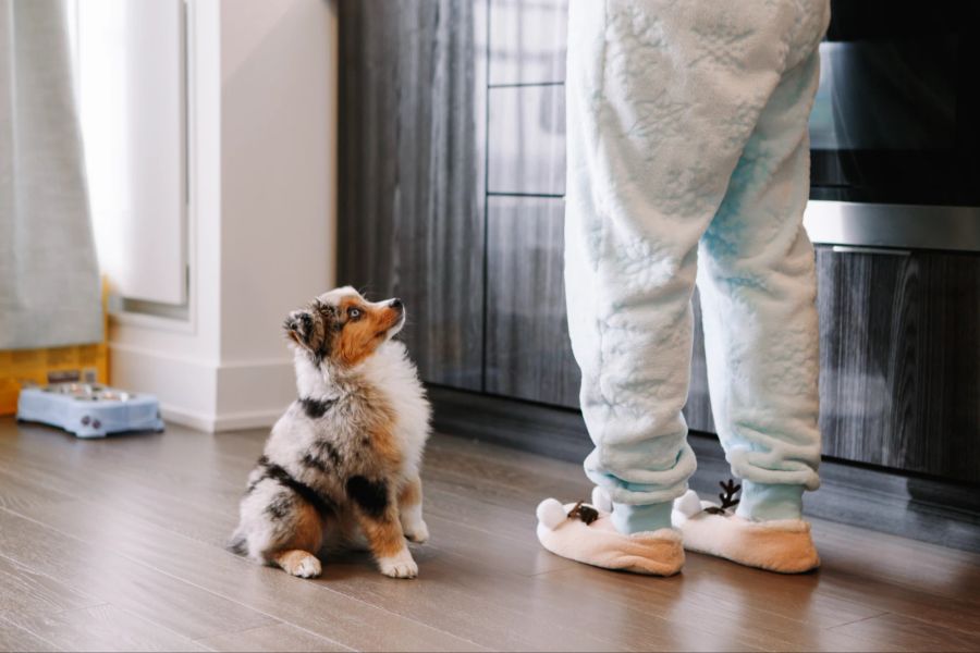 Tierbesitzer erziehen Welpen zum Gehorsam.