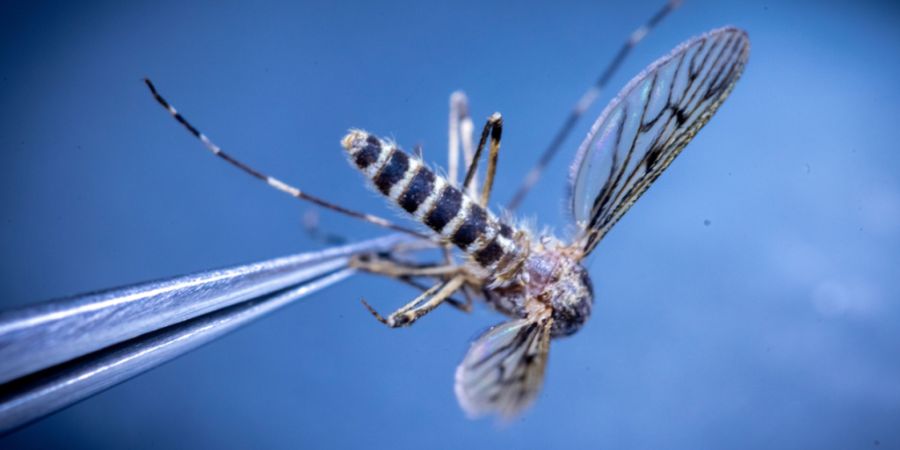 Viele empfinden sie vor allem als lästig, doch ihre Rolle in der Ökologie ist nicht zu unterschätzen: Stechmücken. (Archivbild)