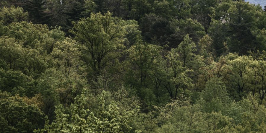 Das kleine, feine Literaturfestival «Eventi Letterari» bindet Elemente aus der Geschichte des Monte Verità (im Bild) in sein Programm ein. (Archivbild)