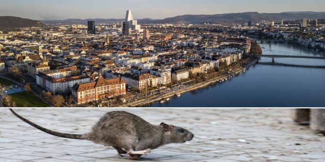 ratte kleinbasel