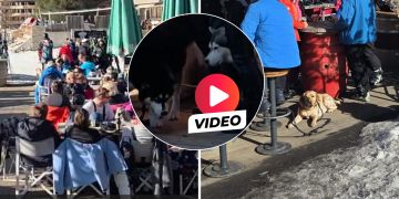 hund après-ski vier pfoten