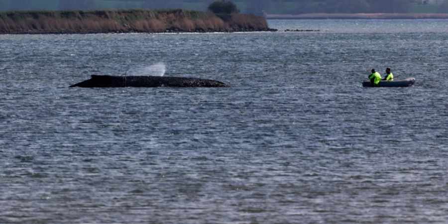 dpatopbilder - Einsatzkräfte der Feuerwehr benetzen den Rücken des Wals, der aus dem Wasser ragt. Der vor Wismar gestrandete Buckelwal ist noch am Leben. Foto: Marcus Golejewski/dpa