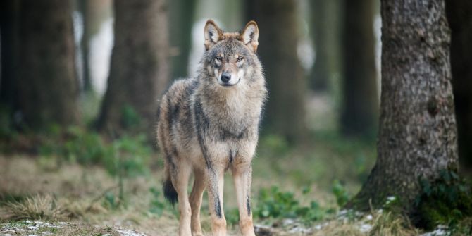 Wolf