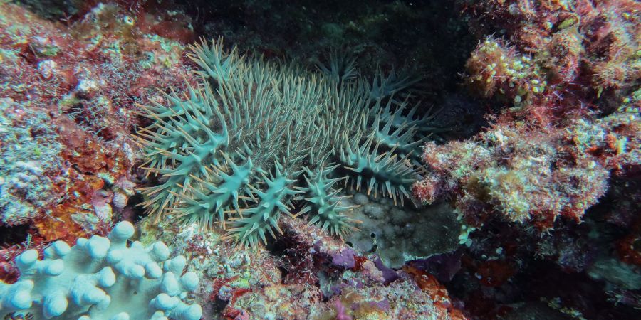Great Barrier Reef