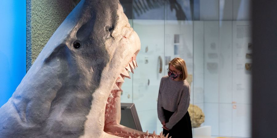 Urzeit-Hai Megalodon