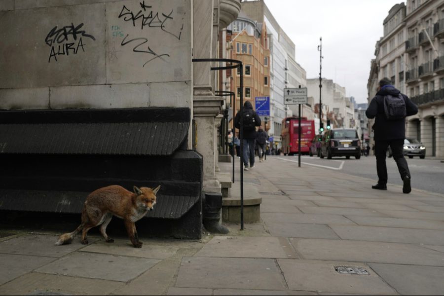 Dass Füchse auch in der Stadt (wie hier in London) leben, ist nicht ungewöhnlich, erklärt das Jagdinspektorat des Kantons Bern.