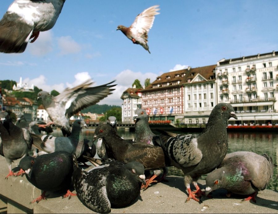 Tauben SBB
