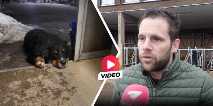 «Absicht» - Bei Zürcher SVP-Präsi: Katze angeschossen, Hund vergiftet!