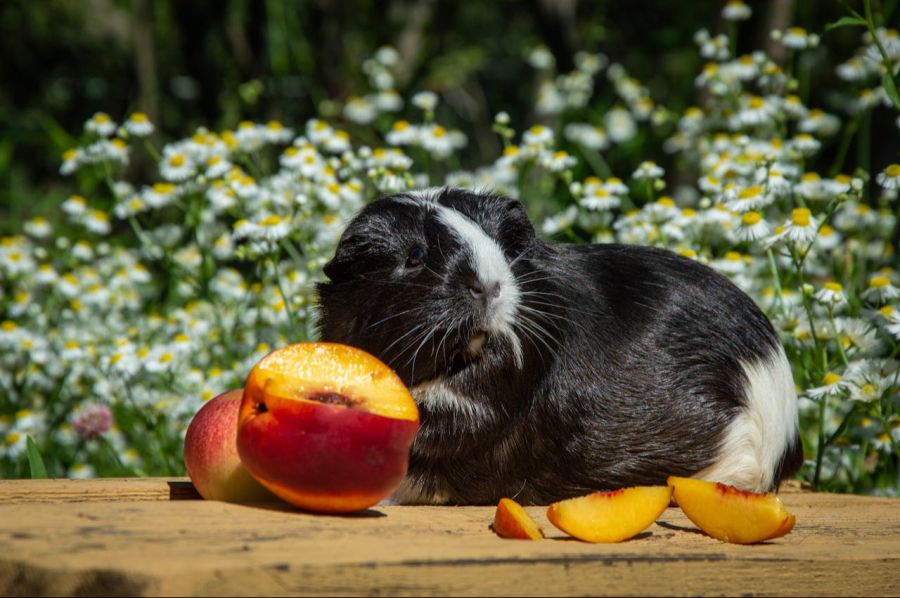 Meerschweinchen