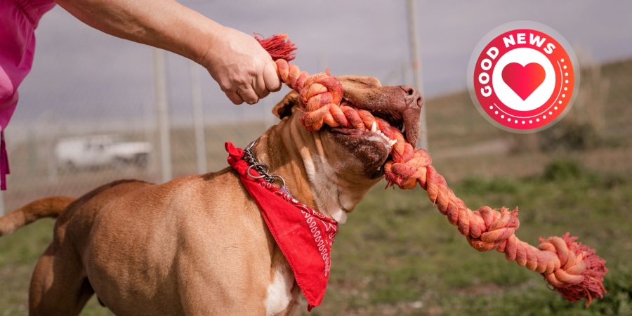 Pitbull Frau Angreifer verteidigt