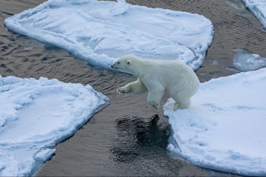 Dort gibt's auch Eisbären. Die sind aber wohlauf, Merz hat nie Jagd auf sie gemacht.