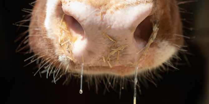 Lumpy-Skin-Disease