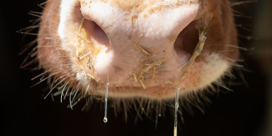Lumpy-Skin-Disease